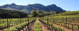 Wine of the Month June 2025