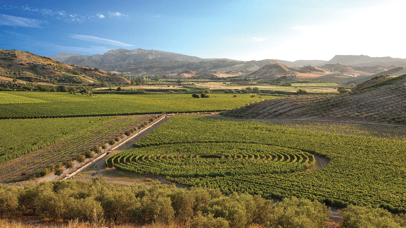 August 2023 Italian Wine Club