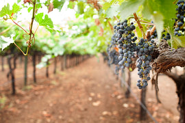 Wine of the Month September 2018 Club Notes