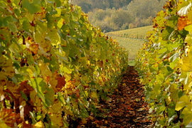 June '23 Champagne Club: Louis Nicaise & Hervé Brisson
