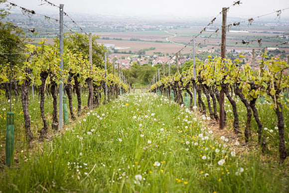 August 2021 Wine of the Month Club