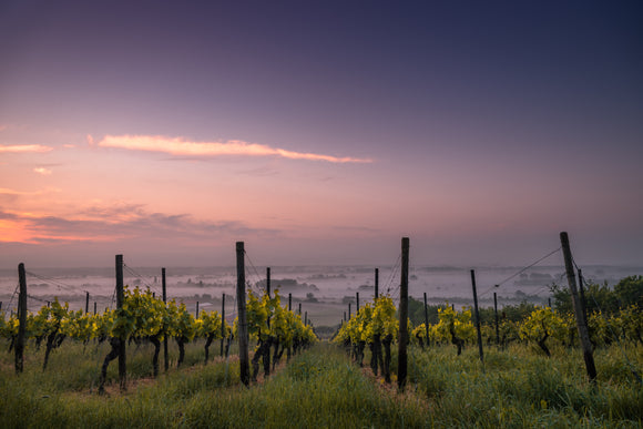 Wine of the Month: September
