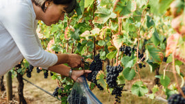 Q1 Red Rogues Wine Club