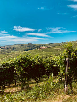 Italian Wine Club January 2022