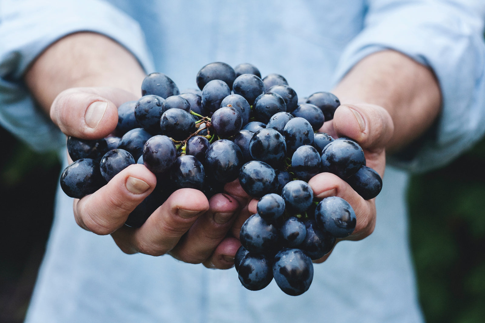 September Wine of the Month: Celebrating California