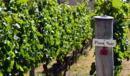 Q2 2024 Red Rogues Club- Pinot Noir from the Southern Hemisphere