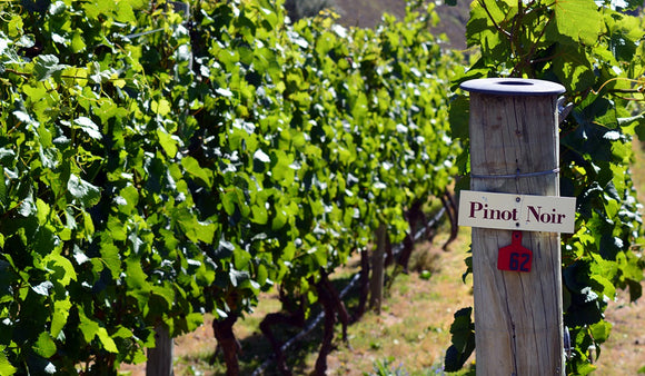 Q2 2024 Red Rogues Club- Pinot Noir from the Southern Hemisphere