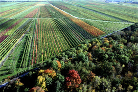 June 2023 Wine of the Month