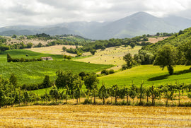 Italian Wine Club January 2024: Lazio