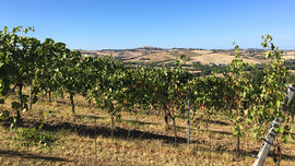 Italian Wine Club: September