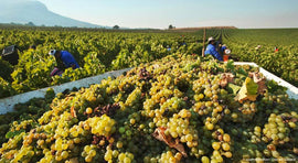 Italian Wine Club: March 2019