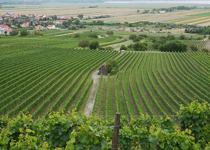 October 2023 Rose Club: Austrian and German Roses