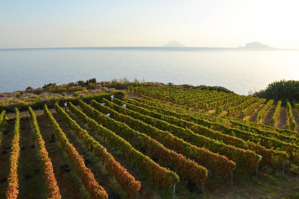 October '22 Rosé Club