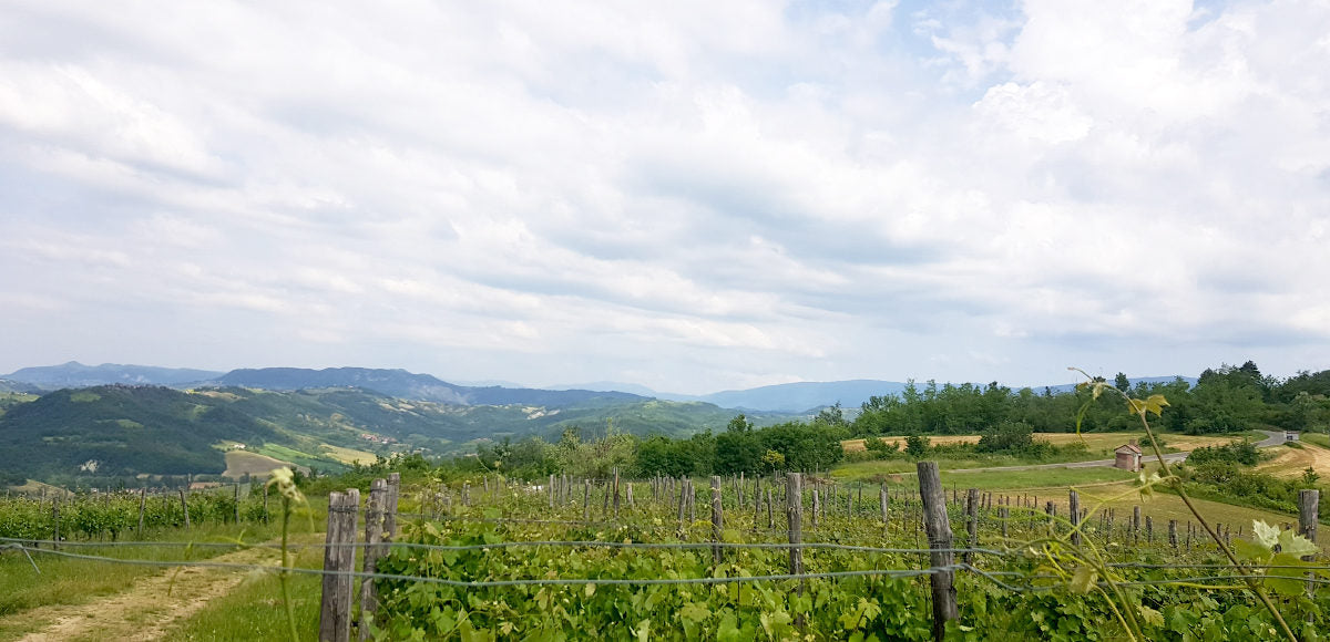 April 2024 Italian Wine Club: Colli Tortonesi