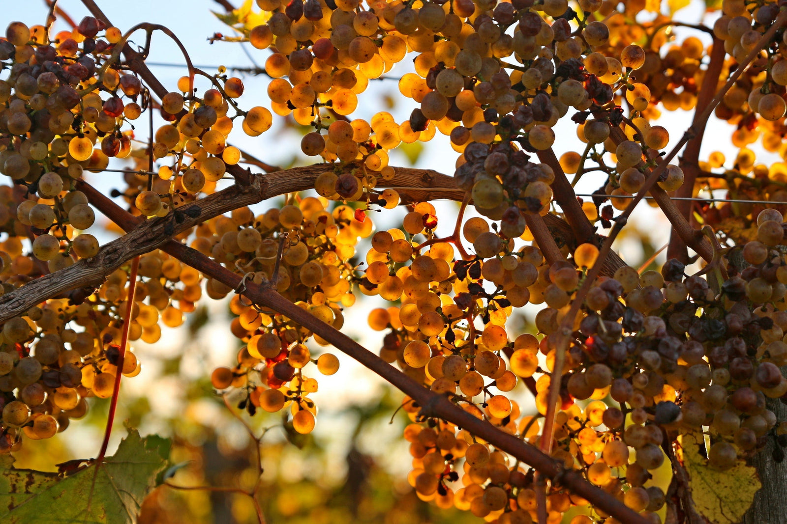 August Wine of the Month Club: Sud Ouest