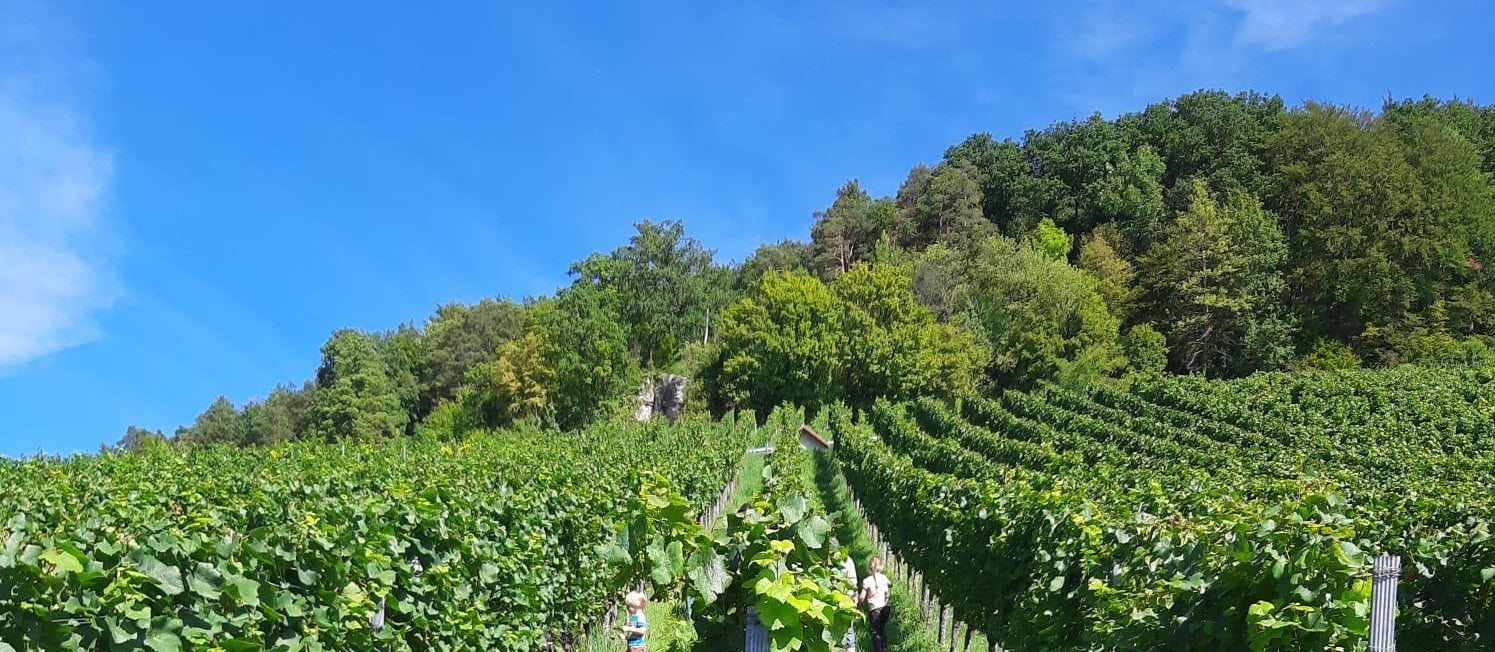 September Wine of the Month: Baden-Württemberg