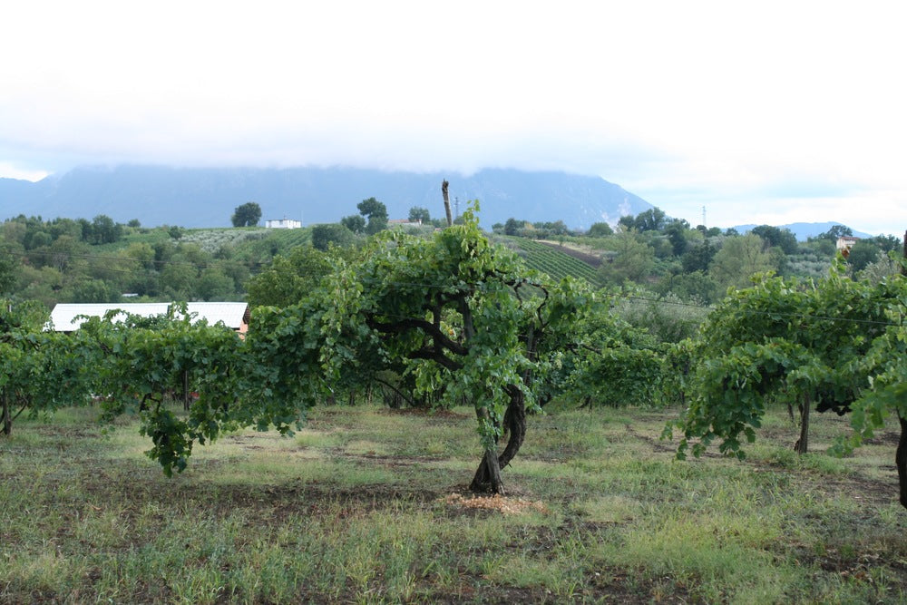 June 24 Italian Wine Club: Campania