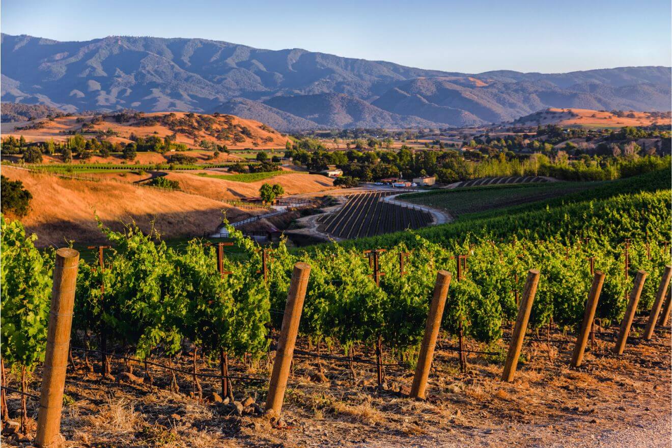 April 2025 Wine of the Month: American Grenache