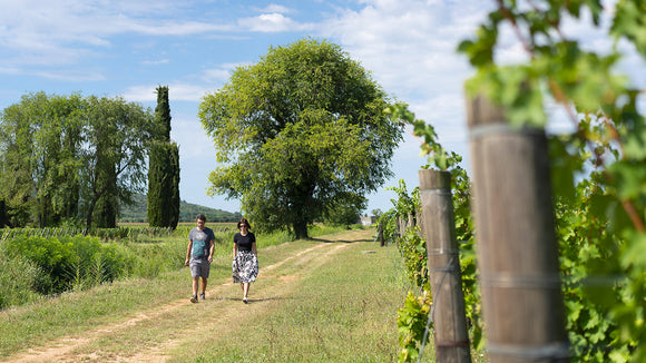 Italian Wine Club December 2025: Friuli-Venezia Giulia