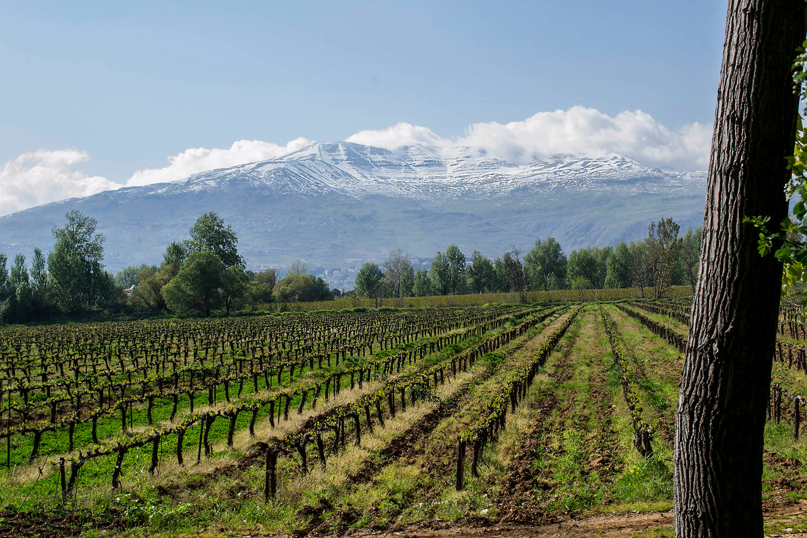 November 2022 Rosé Club