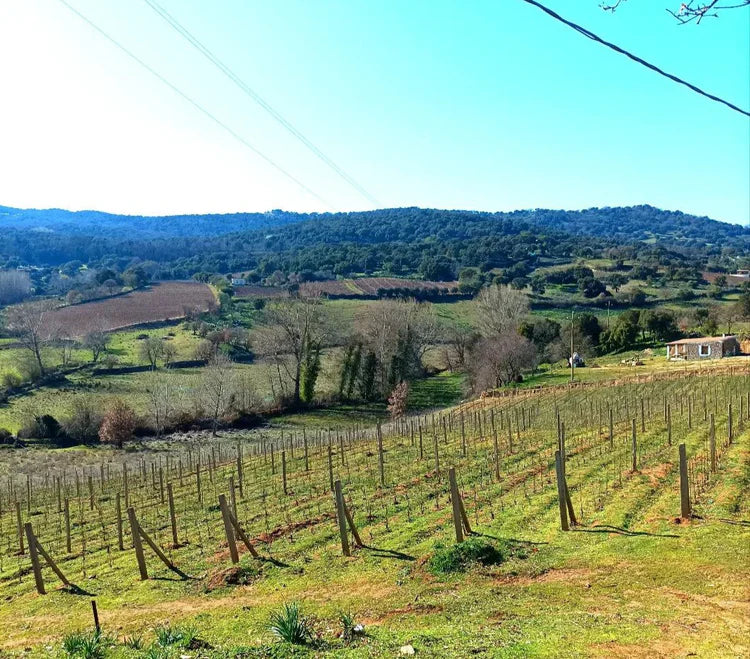 Italian Wine Club April 2025: Sardinia