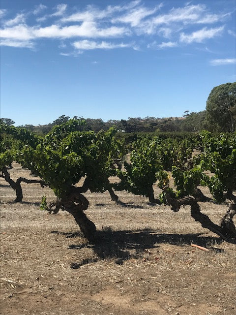 May Wine Club- Old Vine Wines