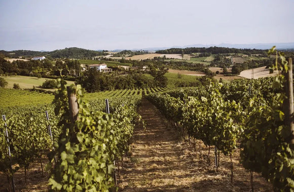 Italian Wine Club February 2026: Piemonte