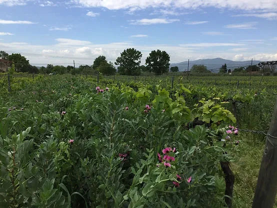 Italian Wine Club July: Tuscany