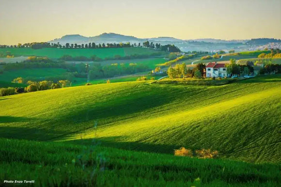 Italian Wine Club March 2026