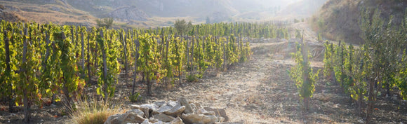 November Italian Wine Club: Island Wines