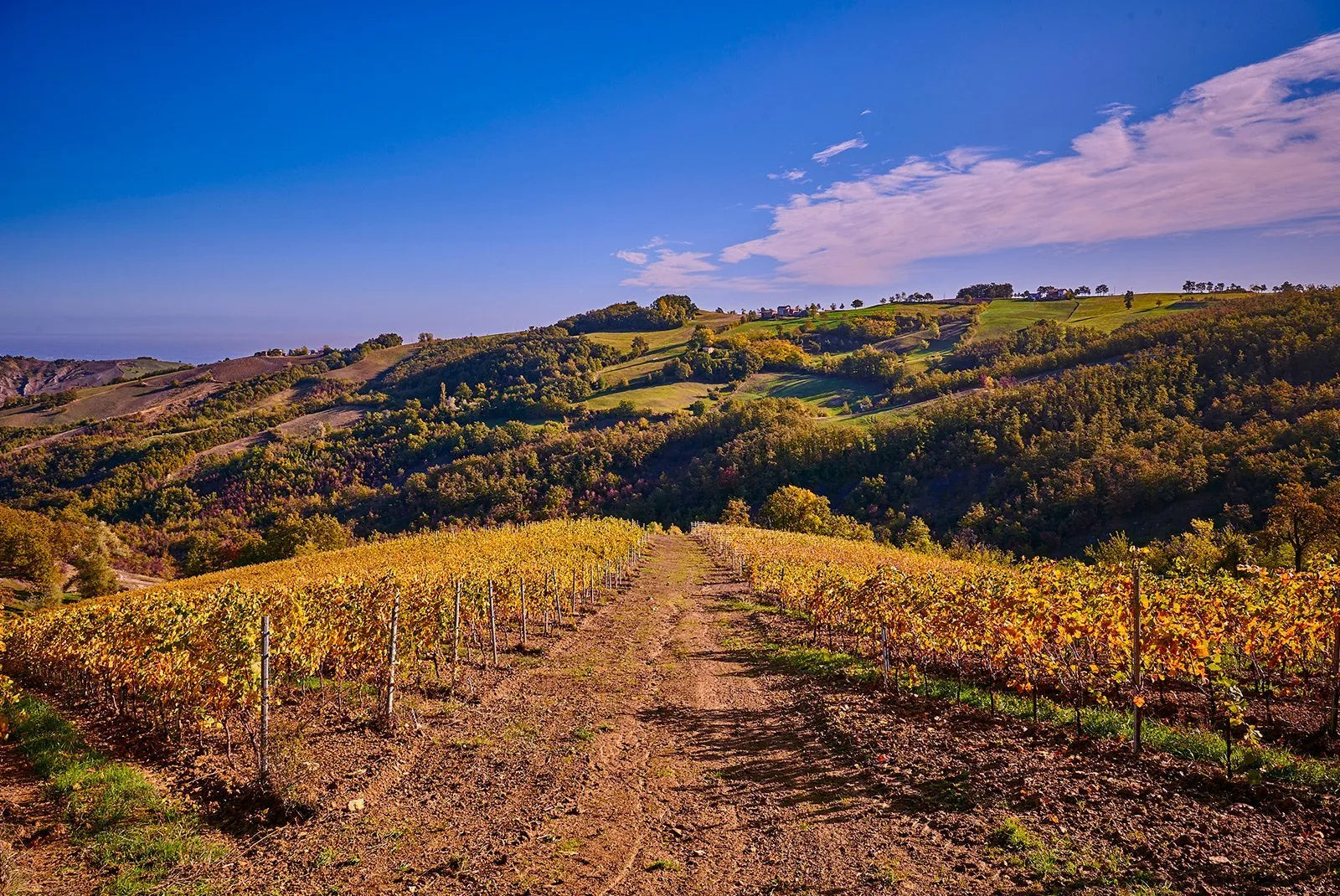 September Italian Wine Club: Emilia-Romagna