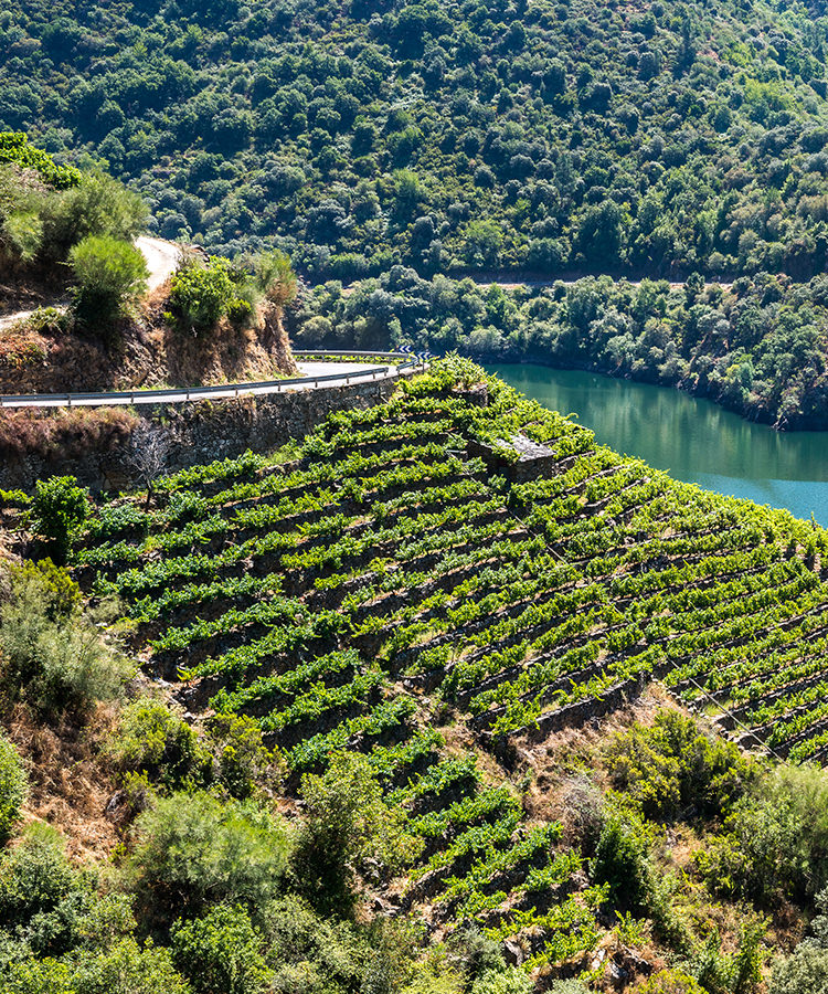 October '22 Wine of the Month Club