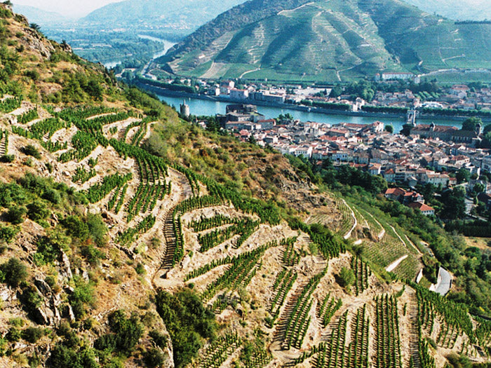 Q4 Red Rogues Club: Northern Rhone