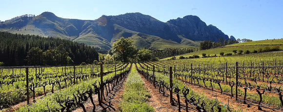 Wine of the Month June 2025