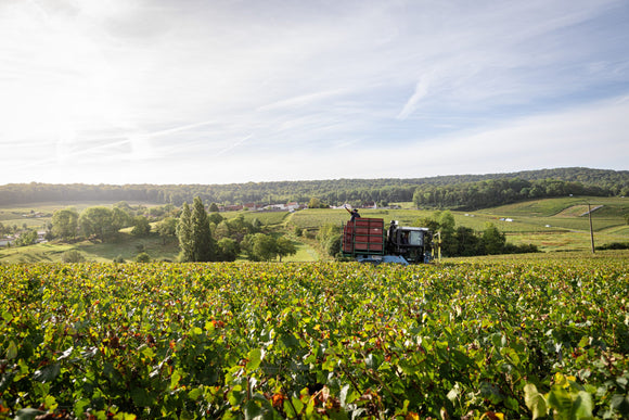 Champagne Club October 2024: Battle of the Brut Natures