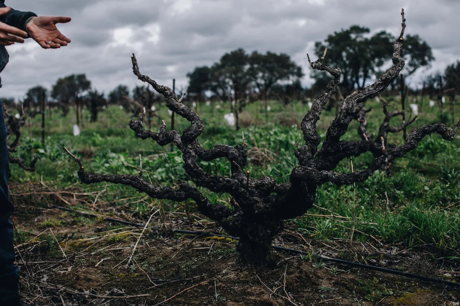 October Wine of the Month Club: Mediterranean Varietals in California