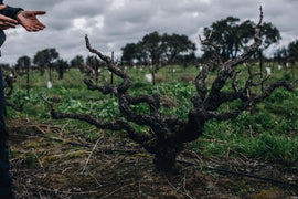 October Wine of the Month Club: Mediterranean Varietals in California