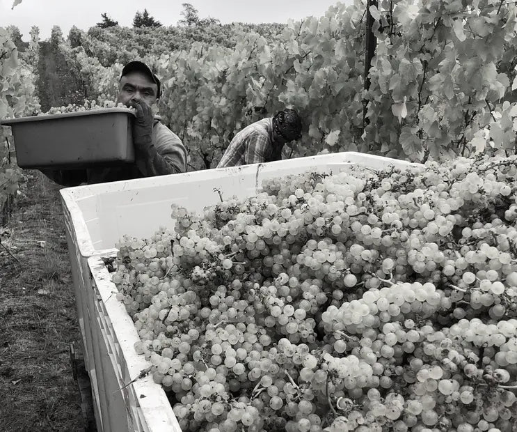 Q3 Red Rogues Club: California Stars