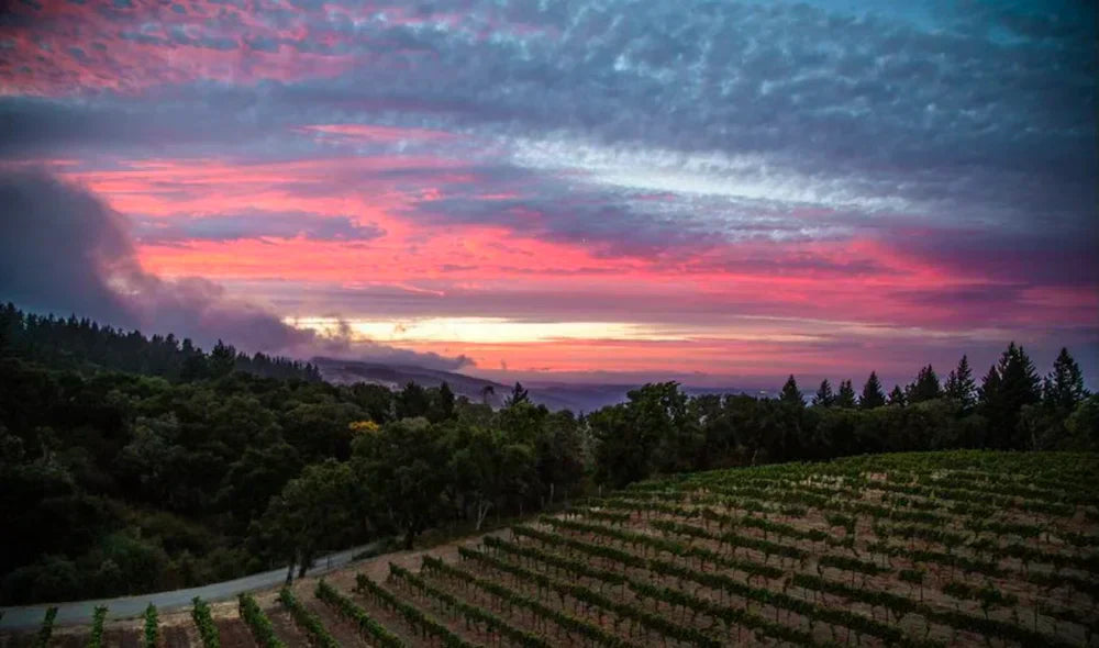 Red Rogues Q3 2025: Santa Cruz Mountains