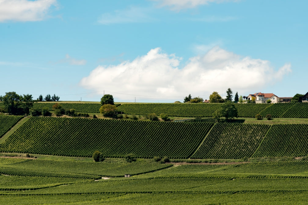 Champagne Club June 24: Côte des Bar 