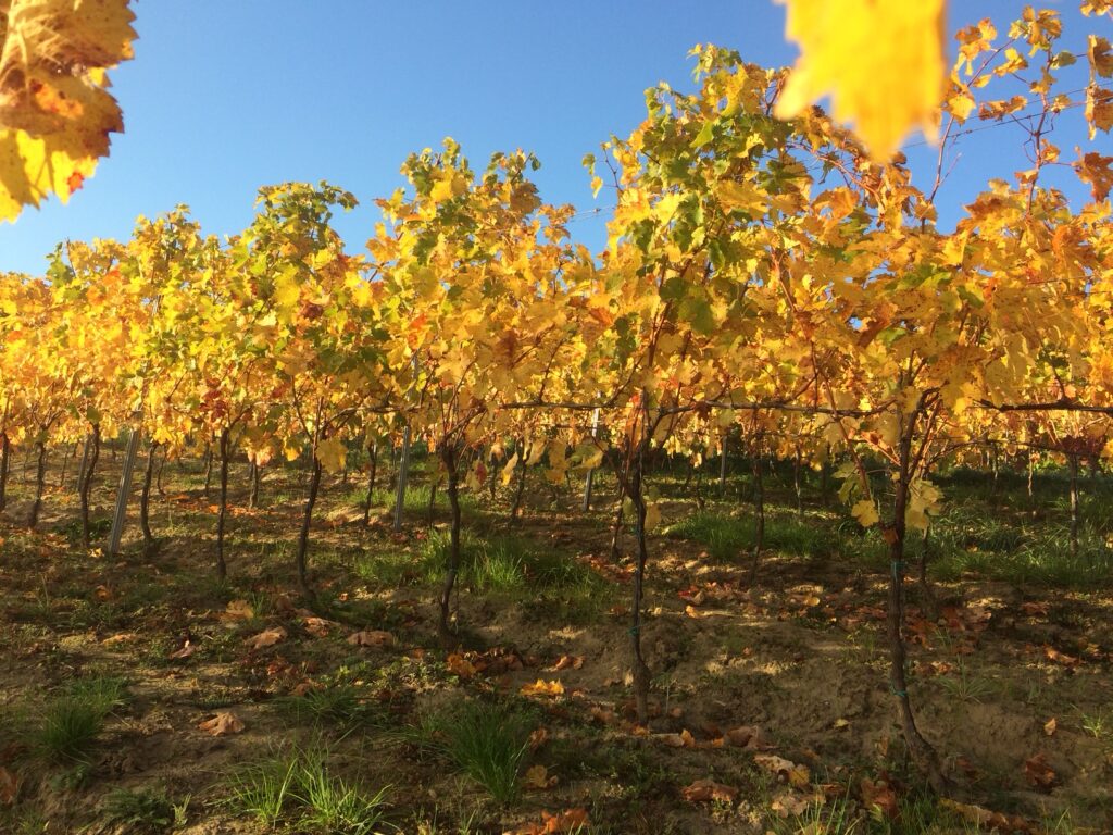 July Wine of the Month: Central Europe