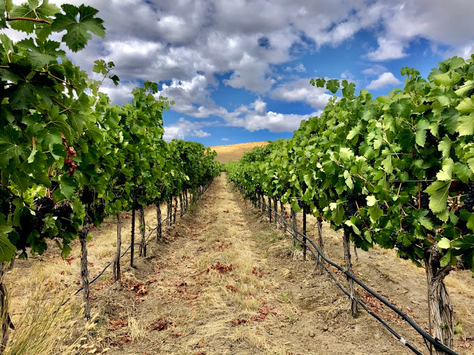 Q4 Red Rogues: The Walls Winery