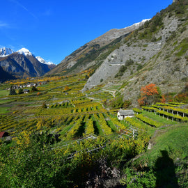 Italian Wine Club October '22: Valle D'Aosta