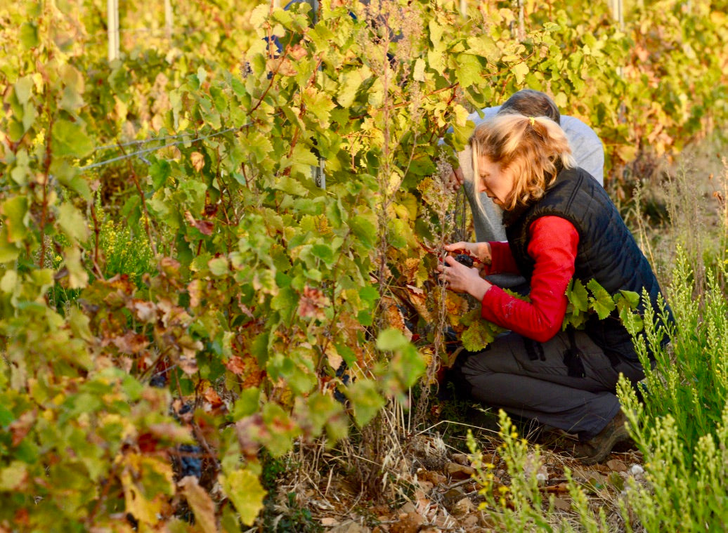 May Wine of the Month Club: Languedoc-Rousillon