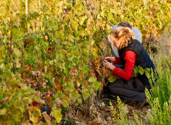 May Wine of the Month Club: Languedoc-Rousillon