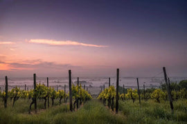Italian Wine Club September 2026