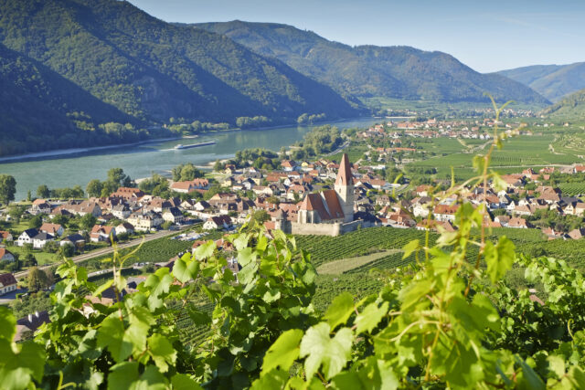 Rose of the Month September 2021