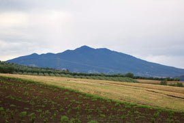 January 2026 Wine of the Month Club: Cantina Madonna Della Grazie