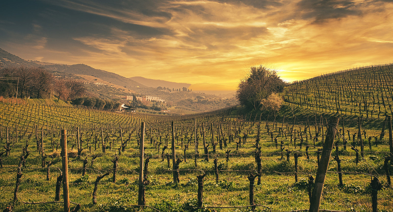 Italians Wine Club January 2023: Rome, If You Want To!