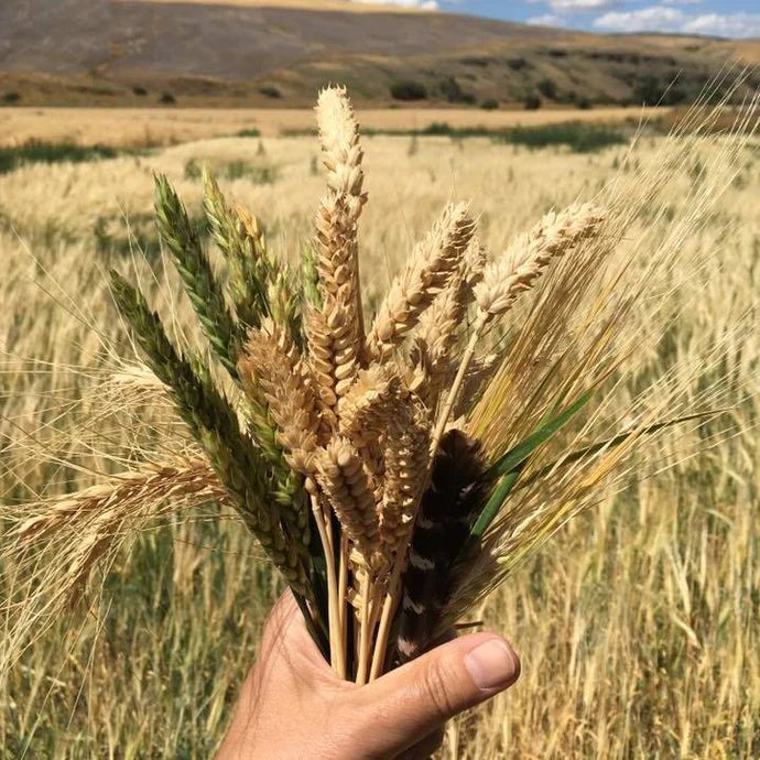 Beer of the Month Club October 2024: Hanabi Lager Co.